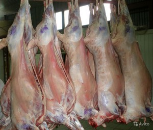 Продам мясо в тушах оленина