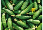 ПРОДАМ ОГУРЦЫ СВЕЖИЕ