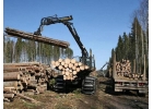 Лес на корню. до 180 тыс. куб.м. на 43 г.