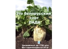 Высокоурожайные семена кормовой свеклы сорт ЛАДА
