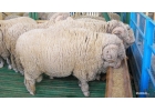 Продажа шкур Овчины и Кенгуру.