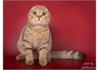 Невероятные шотландские котята из питомника