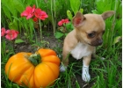 httprustoyterrier.ru