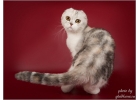 Настоящие шотландские котята из питомника