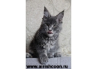 Мейн кун котята