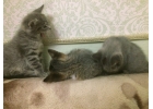 Мусечка и котята ищут добрых хозяев