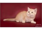 Уютные шотландские котята