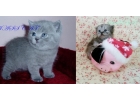 Шотландские котята, проф. разведение