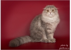 Отличные шотландские котята из питомника
