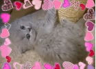 Английские длинношерстные котята