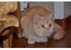 Мегашикарные шотландские котята из питомника