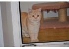 Совершенные шотландские котята