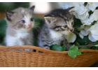 Крошки-котята ищут хозяев. 1 месяц