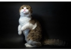 Королевские шотландские котята