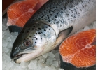 Форель, семга, рыба, морепродукты