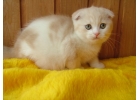Изумительные шотландские котята