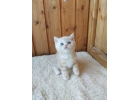 ЗаМЕЧТАтельные шотландские котята