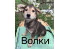 Очень хорошенькие щенки в дар